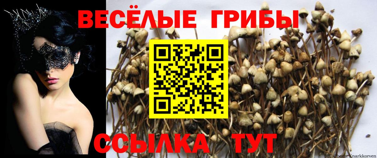 Галлюциногенные грибы GOLDEN TEACHER Ревда